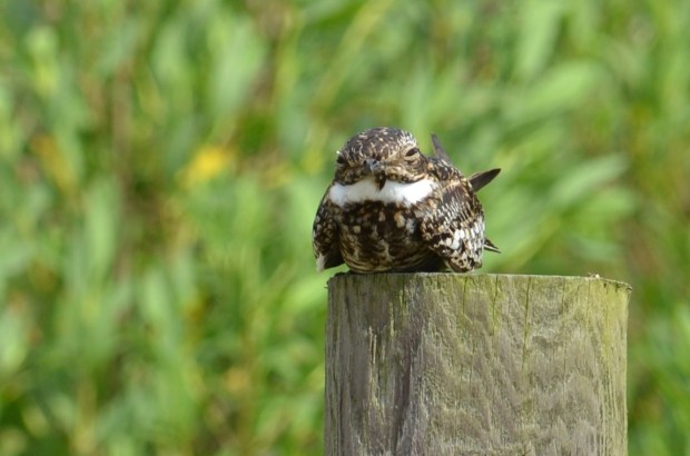 Nighthawk looking straight on