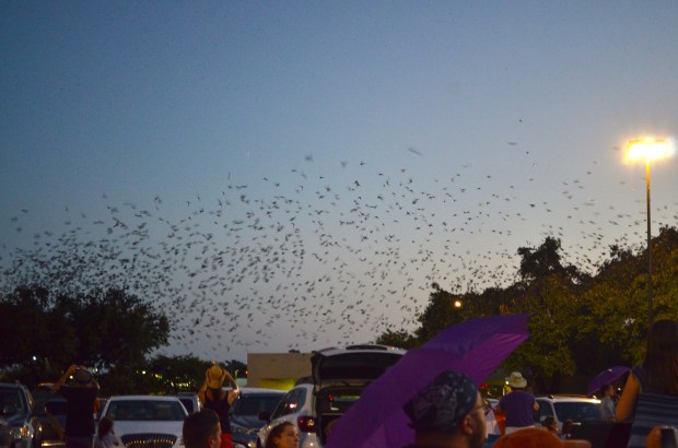 Purple Martins Austin