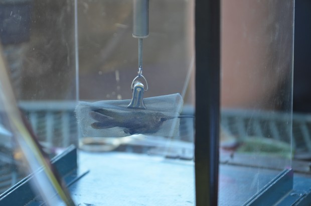 This is how you weigh a hummingbird.