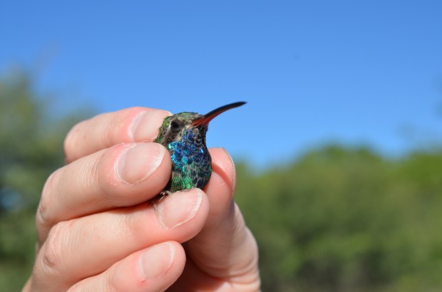 Broad-billed Hummingbird freshly banded and ready for release.