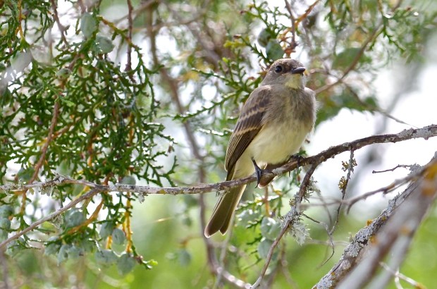 Yellow-bellied Flycatcher