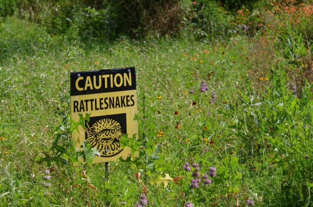Beware of Rattlesnakes