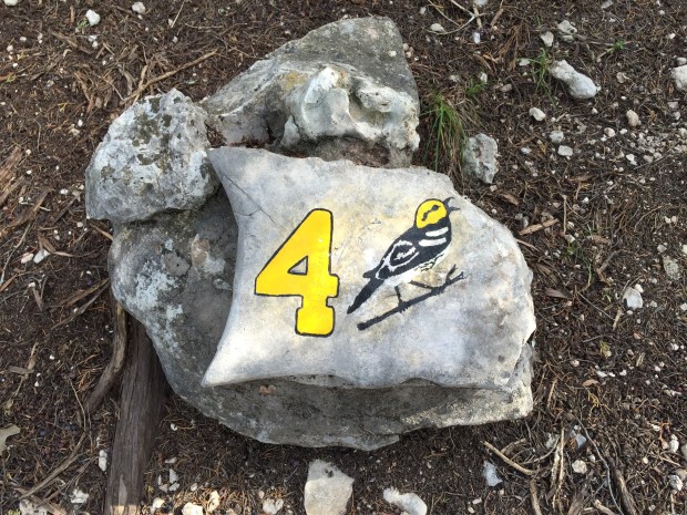 Golden-cheeked Warbler marker