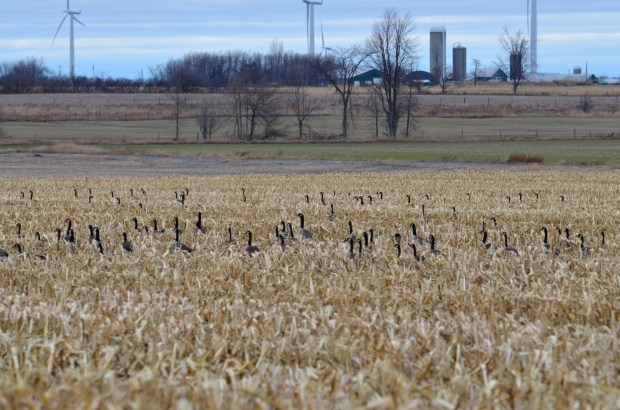 Canada Geese on Wolf Island