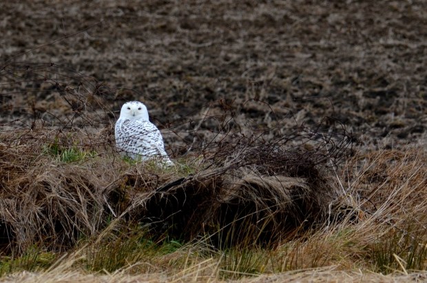 Snowy Owl