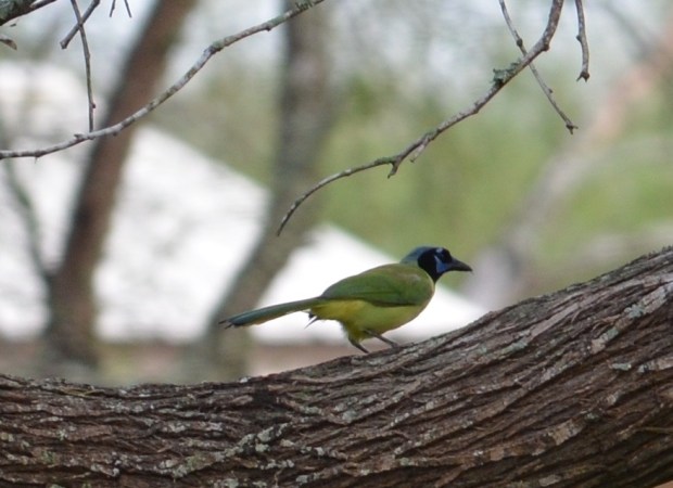 Green Jay