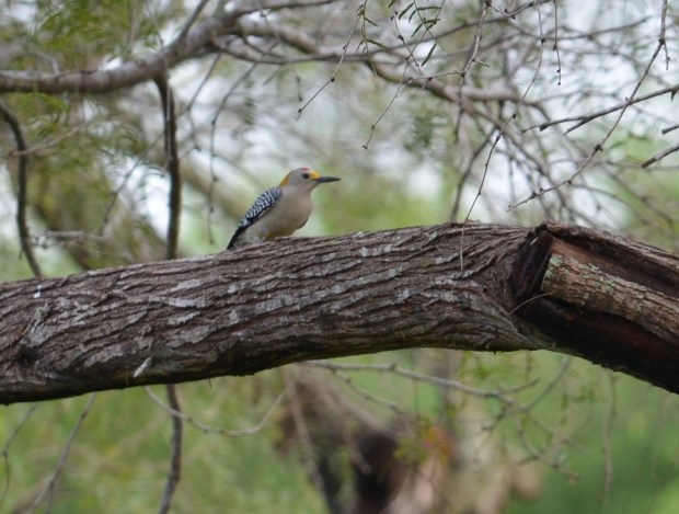 Golden-fronted Woodpecker