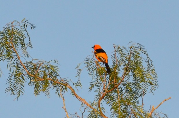 Altamira Oriole