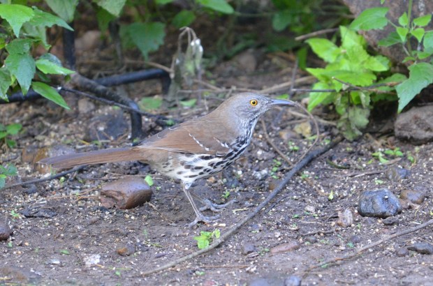Long-billed Thrasher