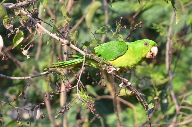 Green Parakeet 2