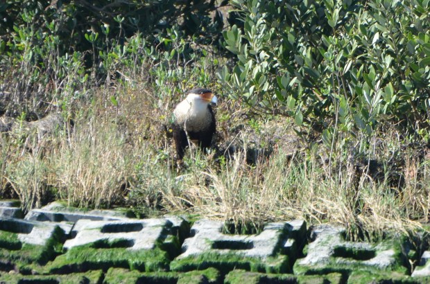 Crested Caracara