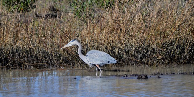 Great Blue Heron Aransas National Wildlife Refuge