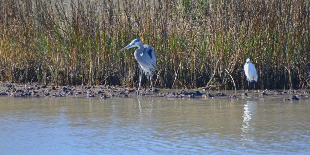 Great Blue Heron and Snowy Egret