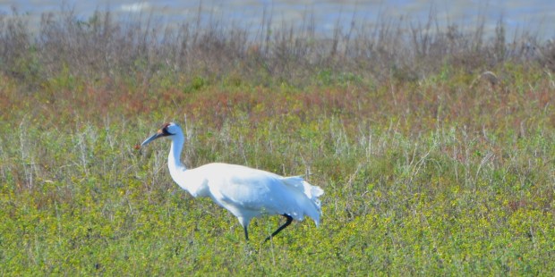 Whooping Crane