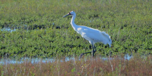 Whooping Crane at Aransas National Wildlife Refuge