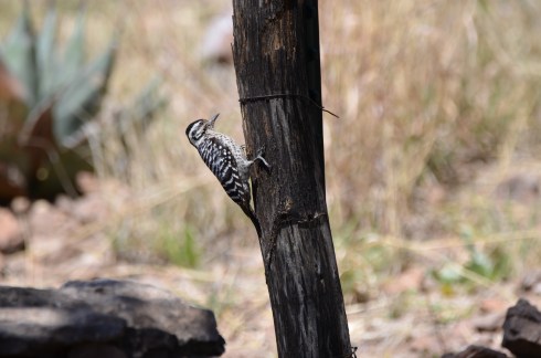 Ladder-backed Woodpecker female