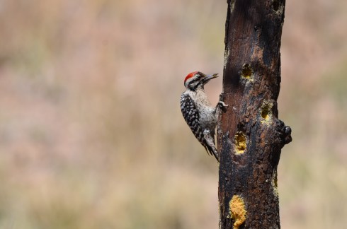 Ladder-backed Woodpecker male