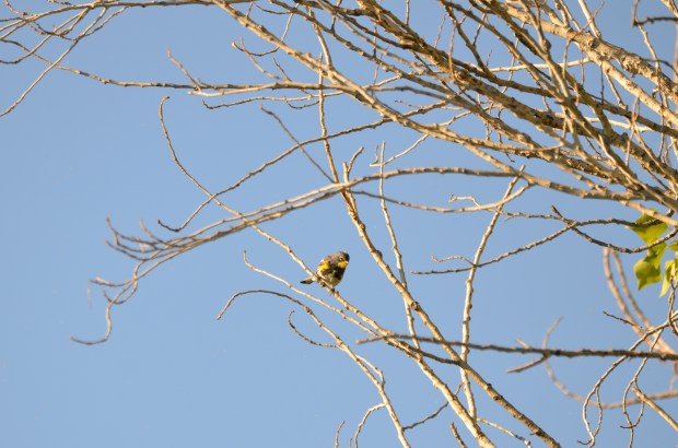Yellow-rumped Warbler (Audubon's)