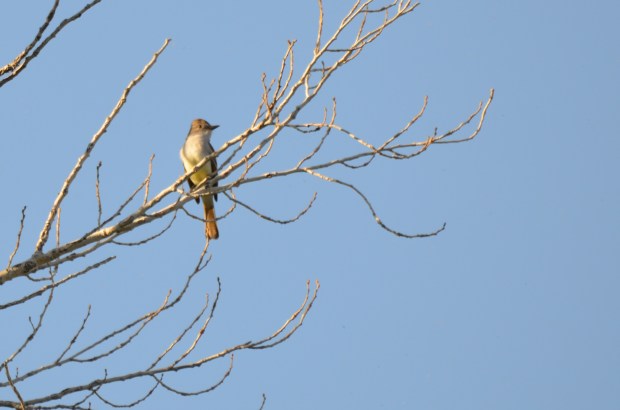 Ash-throated Flycatcher