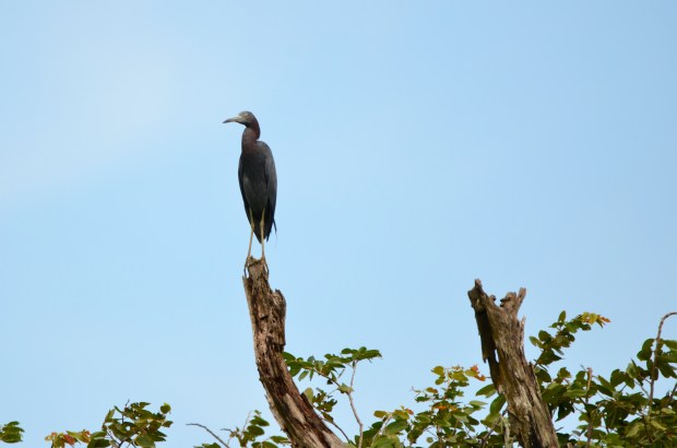 Little Blue Heron
