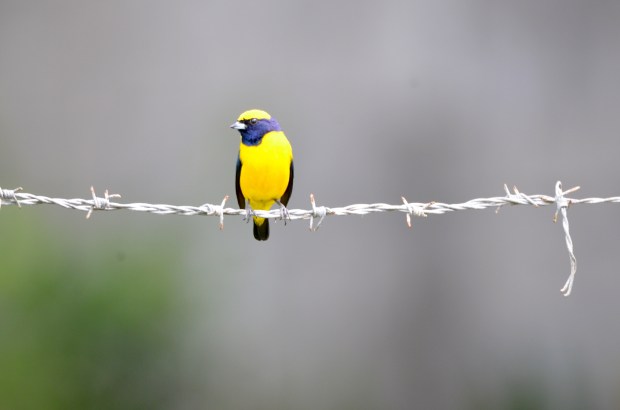 Thick-billed Euphonia