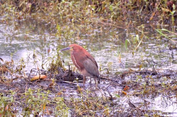 Rufescent Tiger Heron