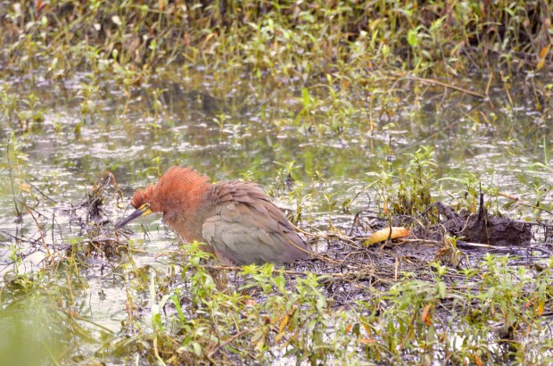 Rufescent Tiger Heron