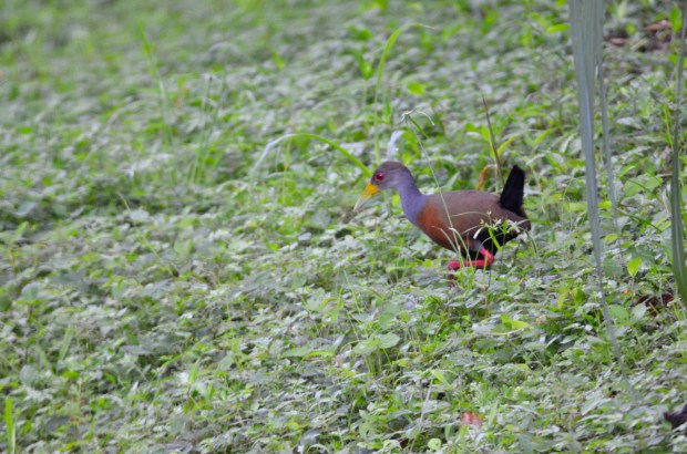 Gray-cowled Wood Rail