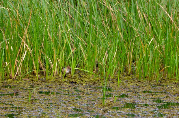Yellow-breasted Crake  Panama