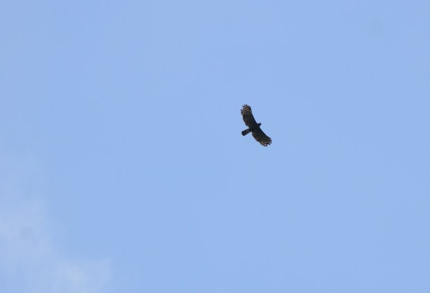 Black Hawk Eagle Panama Pipeline Road