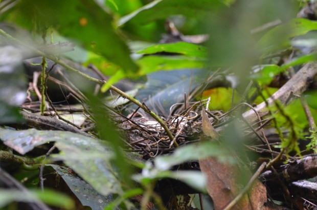 White-tipped Dove nest Panama Pipeline Road