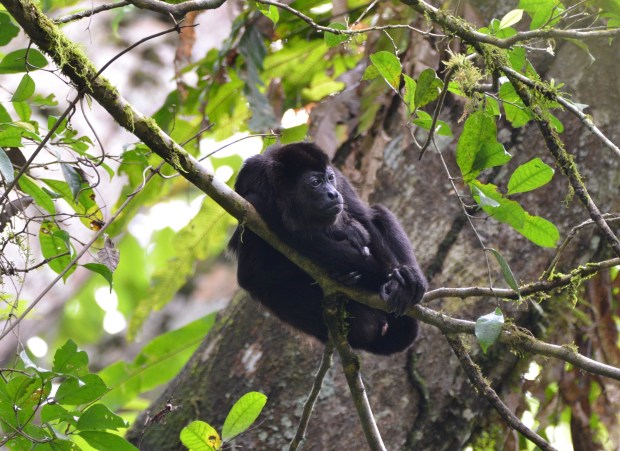 Mantled Howler Monkey Panama Pipeline Road