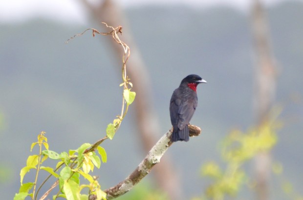 Purple-throated Fruitcrow