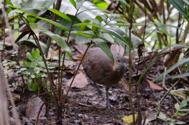 Great Tinamou 1