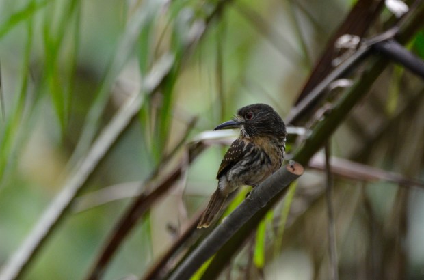 White whiskered Puffbird female