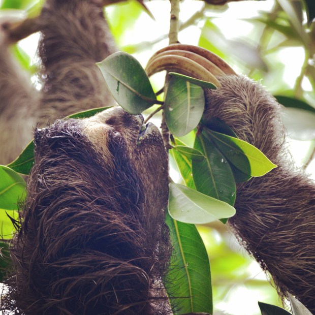 Sloth at Canopy Tower