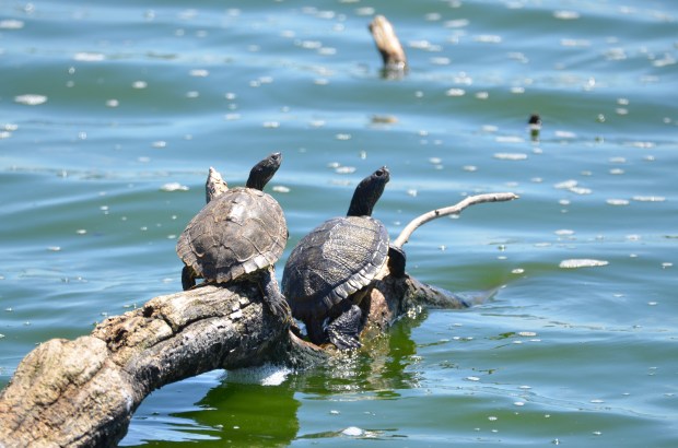 Sliders Turtles Hornsby Bend Austin Texas