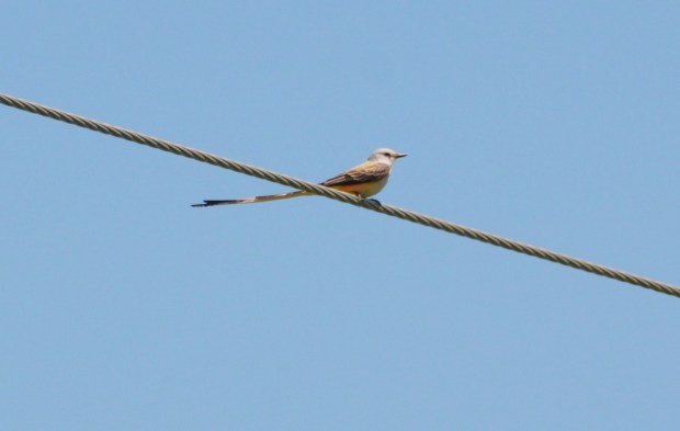 Scissor-tailed Flycatcher