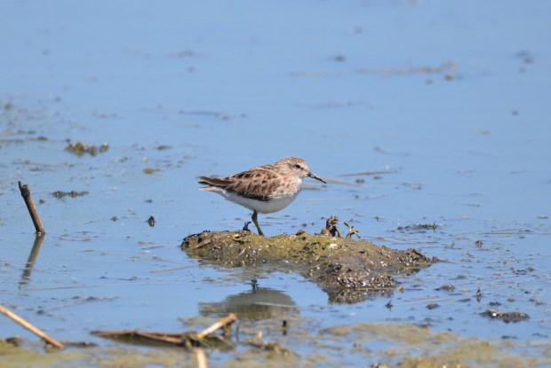 Least Sandpiper Hornsby Bend Austin Texas