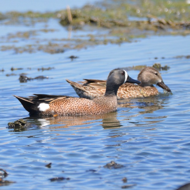 Blue-winged Teal