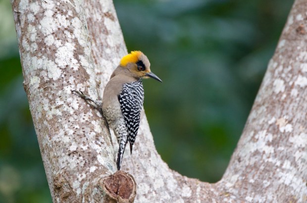 Golden-cheeked Woodpecker female