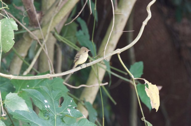Pacific Slope Flycatcher
