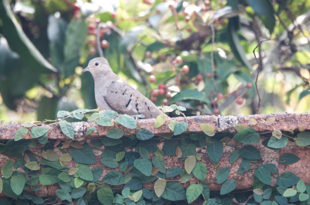 Plain-breasted Ground Dove El Tuito Mexico