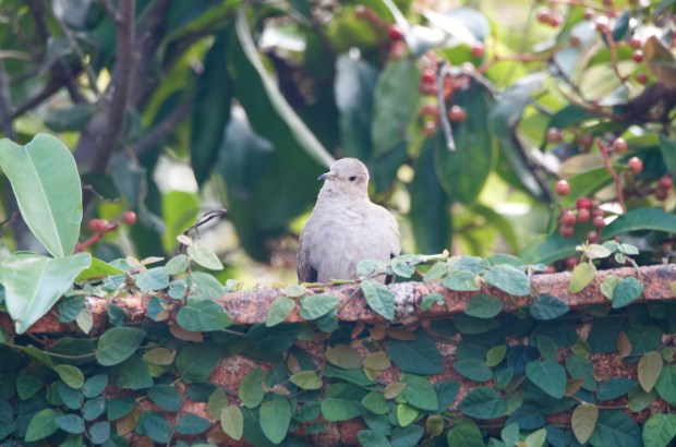 Plain-breasted Ground Dove