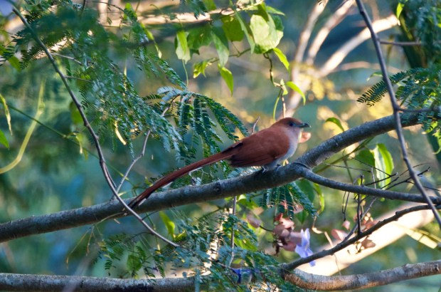 Squirrel Cuckoo