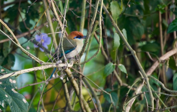 Russet-crowned Motmot