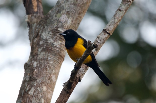 Black-vented Oriole