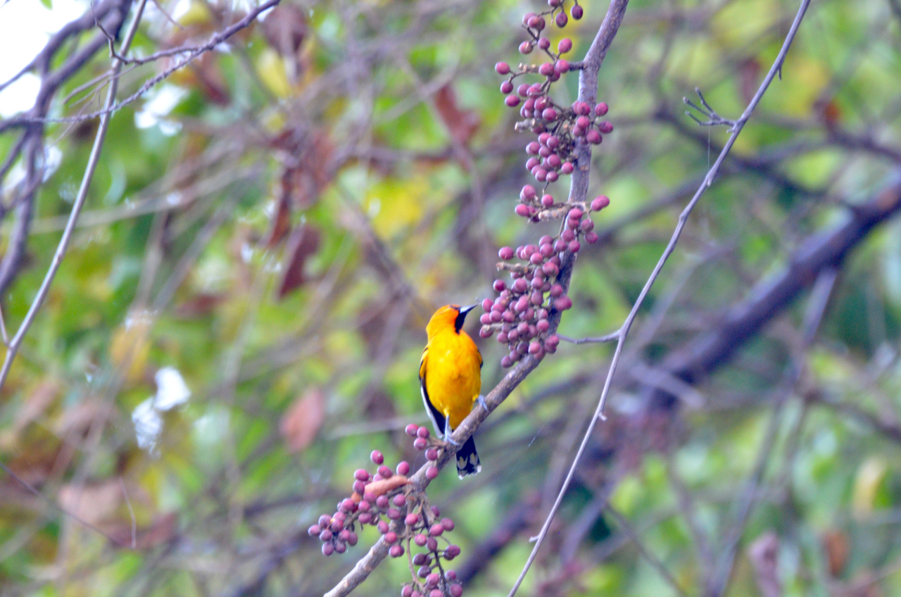 Streak-backed Oriole 2