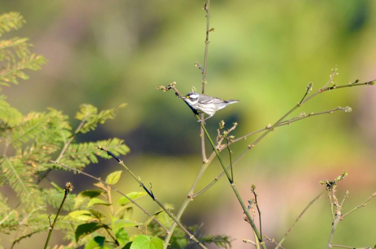 Black-throated Gray Warbler
