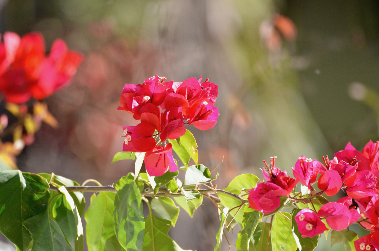bougainvillea